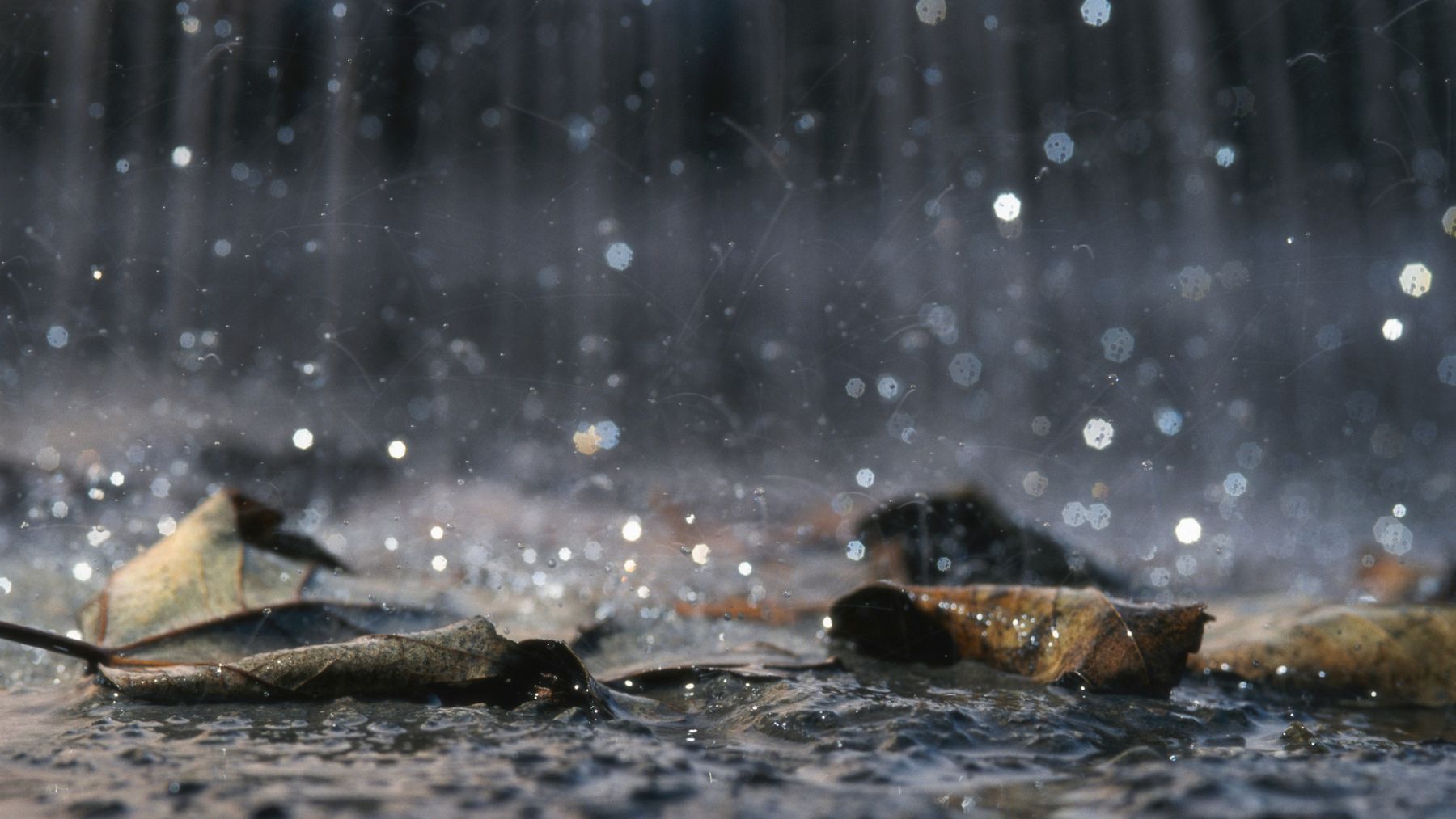Wasserlage im KLimawandel: nass, nasser, 2023. Das letzte Jahr war aufgrund der anhaltenden, feuchten Witterung anders als die Vorjahre.