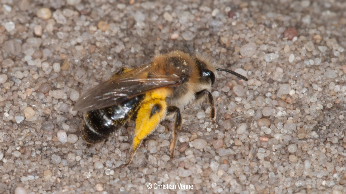 Auch die bärtige Sandbiene - hier ein Weibchen - etdeckte Christian Venne in der VGW-Insektenwelt.