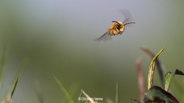 Biene im Anflug auf Gräser.