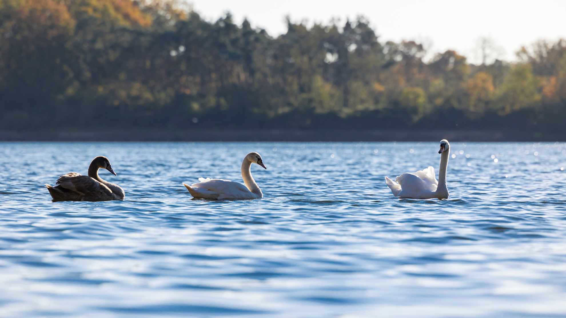Blich auf die Talsperre Hullern mit drei weißen Schwänen. Bäume im Hintergrund. © GELSENWASSER AG