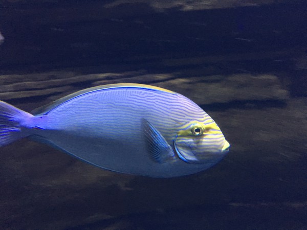 Vorsorge beim Wasserschutz: Politik zu Gast beim Gelsenwasser-Abend im Aquarium Berlin.