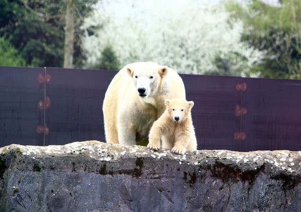 Eisbärbaby Nanook mit ihrer Mutter Lara hoch auf dem Felsen beim ersten Auftritt in der Zoom Erlebniswelt.