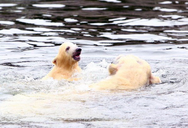 Eisbärbaby Nanook schwimmt mit Mama Lara im Gelsenwasser in der ZOOM Erlebniswelt.