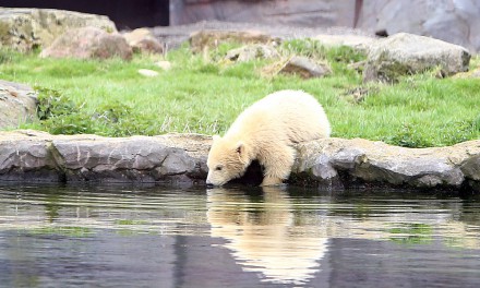 Eisbärbaby Nanook schwimmt in Gelsenwasser