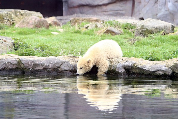 Eisbärbaby Nanook beim ersten großen Auftritt in der ZOOM Erlebniswelt in Gelsenkirchen