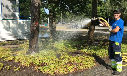 Wasser für durstige Bäume