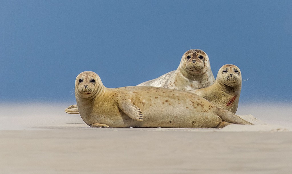 Die süßen Seehund-Drillinge von Wilfried Dunckel landeten beim Fotowettbewerb auf Platz drei - und sind ein der zwölf tollen Naturmotive im EuroNatur-Fotokalender 2019.