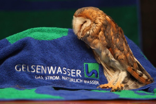 Due Eule von der Vogelpflegestation Paasmühle kuschelt mit dem Gelsenwasser-Handtuch.
