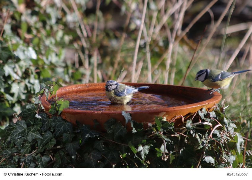 Vogeltränken richtig aufstellen und reinigen