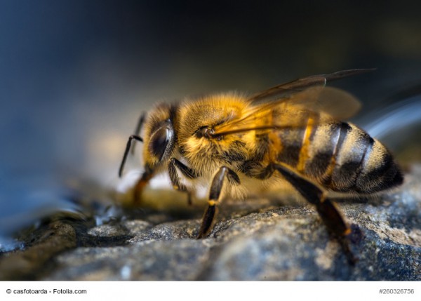 Weltbienentag: Bienen brauchen Wasser. Mit diy Anleitung um einen Bienentränke zu bauen.