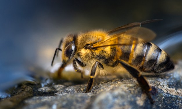 Weltbienentag: Bienen brauchen Wasser