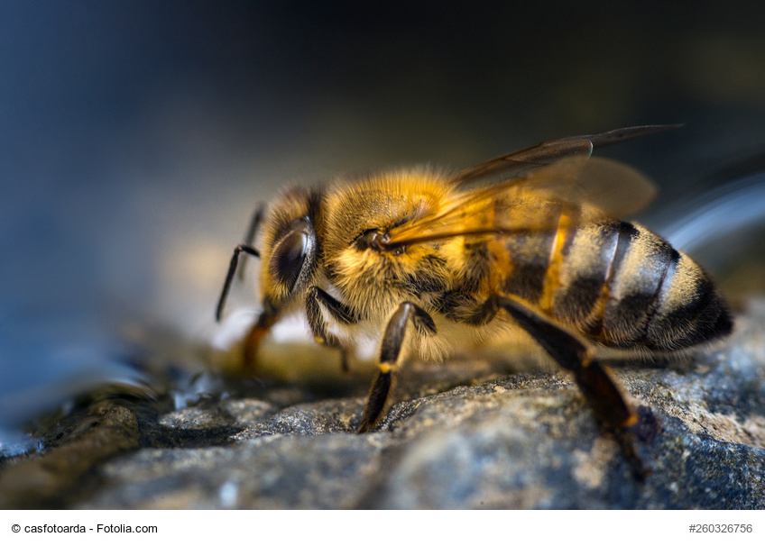 Weltbienentag Bienen Brauchen Wasser Gelsenwasser Blog