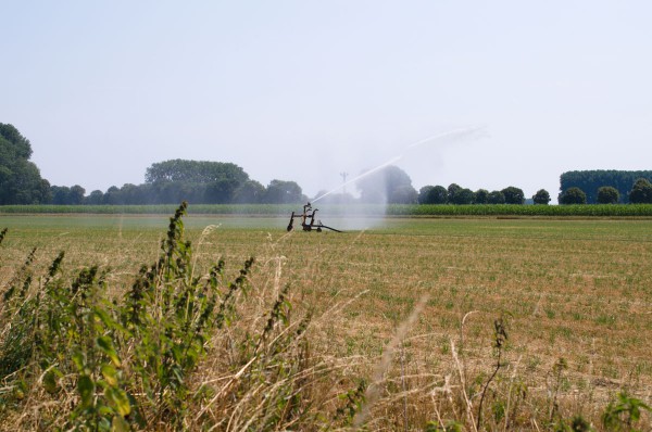 Bei langer Trockenheit und Hitze werden Felder bewässert.
