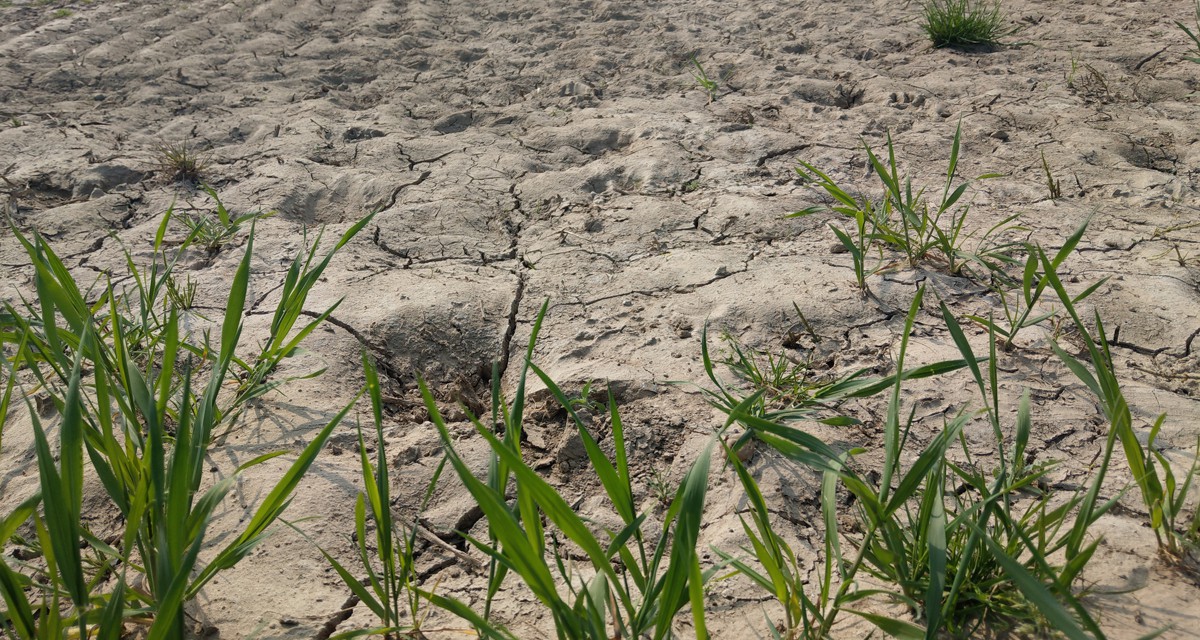 Sommer 2020: Dürrestes drittes Jahr in Folge