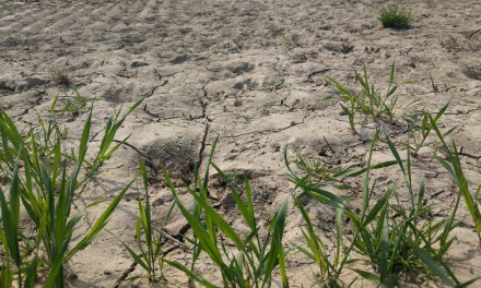 Sommer 2020: Dürrestes drittes Jahr in Folge