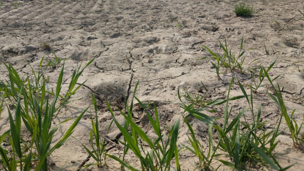 Sommer 2020: drittes Dürrejahr in Folge