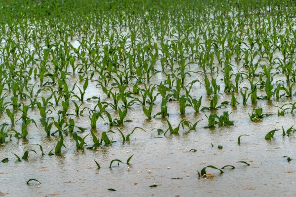 Überschwemmtes Maifeld nach Starkregen: Folge des Klimawandels