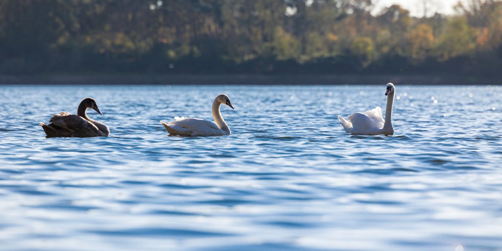 Idyllische Talsperre Haltern: Der Stausee ist ein wichtiger Wasserspeicher für das Ruhrgebiet