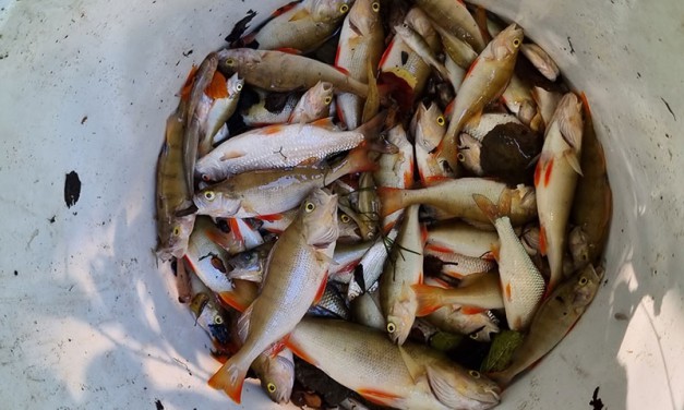 Fischsterben in der Zwischenstever