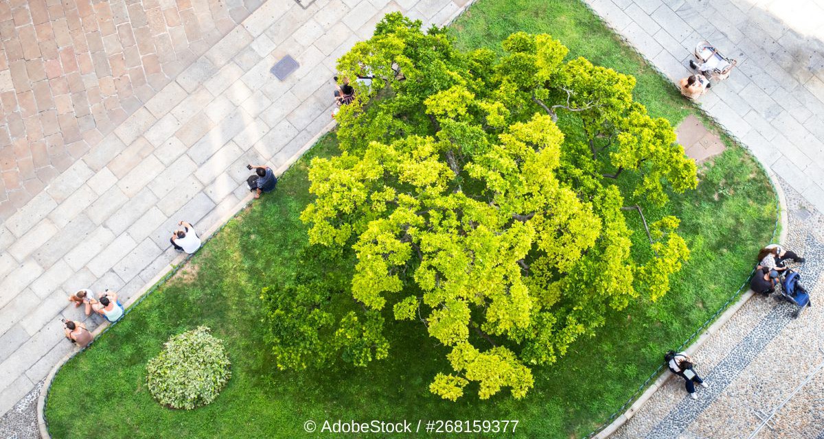 Warum Bäume in Städten so wichtig sind