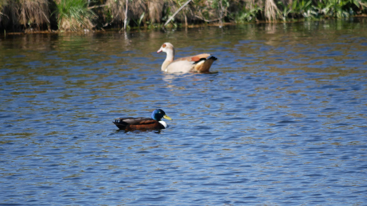 Die Versickerungsbecken sind wertvolle Habitate für Insekten, kleinere Wasserorganismen und Amphibien. Die ziehen wiederum Vögel und andere Tiere an und dienen ihnen als Nahrung.