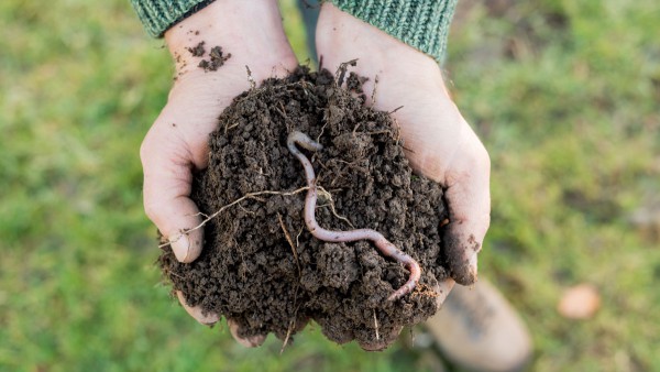 Zum „Tag des Regenwurms“ erklären wir, wie Regenwürmer den Wasserhaushalt unserer Böden beeinflussen und warum sie für die Klimaanpassung wichtig sind.