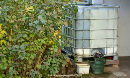 Nachhaltige Gartenbewässerung – die besten Methoden